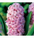 Hyacint plnokvětý Prince of Love - Hyacinthus - cibule hyacintů - 1 ks