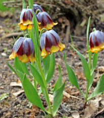 Řebčík Michailovskyi - Fritillaria michailovskyi - cibule řebčíků - 3 ks