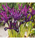 Kosatec síťkovaný Pauline - Iris reticulata - cibulky kosatců - 3 ks