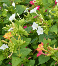 Nocenka jalapovitá Broken colors - Mirabilis jalapa - osivo nocenky - 10 ks