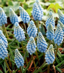 Modřenec Valerie Finish - Muscari armeniacum - cibule modřenců - 5 ks