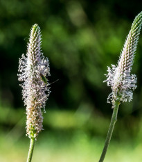 BIO Jitrocel kopinatý - Plantago lanceolata - bio osivo jitrocele - 80 ks