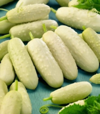 BIO okurka polní White Wonder - Cucumis sativus - bio osivo okurky - 10 ks