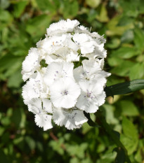 BIO Hvozdík bradatý Sweet William - Dianthus barbatus - bio osivo hvozdíku - 18 ks