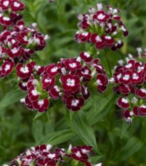 BIO Hvozdík bradatý Sweet William Chris - Dianthus barbatus - bio osivo hvozdíku - 18 ks