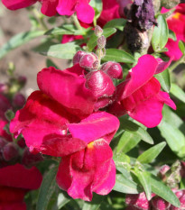 BIO Hledík větší Black Prince - Antirrhinum majus - bio osivo hledíku - 20 ks