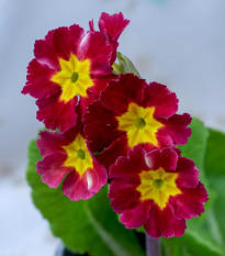 Prvosenka Inara F1 Late Red - Primula elatior - osivo prvosenky - 20 ks