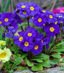 Prvosenka Inara F1 Late Blue - Primula elatior - osivo prvosenky - 20 ks