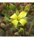 Kolopejka grandiflora - Kalanchoe - osivo kolopejky - 20 ks