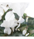 Brambořík perský Halios Pure White F1 - Cyclamen persicum - osivo bramboříku - 6 ks