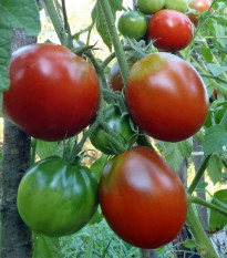 BIO Rajče Black Trifele - Solanum lycopersicum - bio osivo rajčat - 7 ks