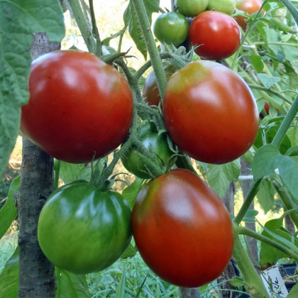 BIO Rajče Black Trifele - Solanum lycopersicum - bio osivo rajčat - 7 ks