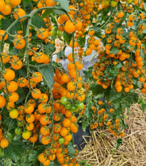 Rajče Perlino žluté F1 - Solanum lycopersicum - osivo rajčat - 6 ks