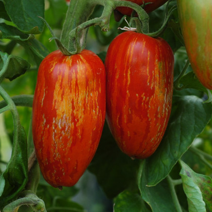 BIO Rajče Striped Roman - Solanum lycopersicum - bio osivo rajčat - 7 ks