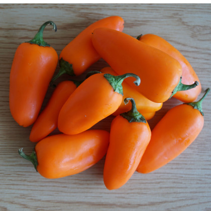 Paprika Snacking Orange - Capsicum anuum - osivo papriky - 5 ks