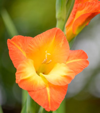 Gladiol Sunshine - Gladiolus - hlízy gladiol - 3 ks