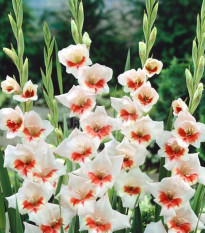 Gladiol Japonica - Gladiolus - hlízy gladiol - 3 ks