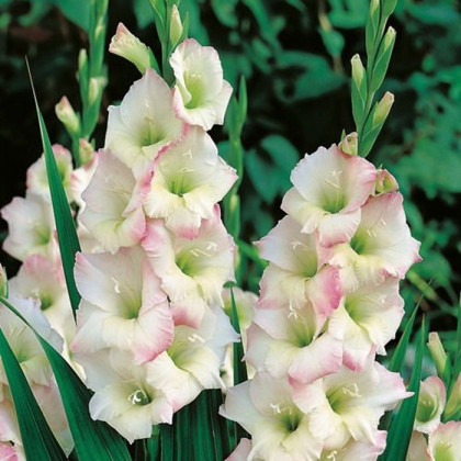 Gladiol Cream Perfection - Gladiolus - hlízy gladiol - 3 ks