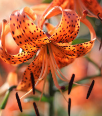 Lilie Tigrinum - Lilium - cibule lilií - 1 ks