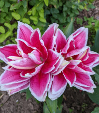 Lilie Roselily Samantha - Lilium - cibule lilií - 1 ks