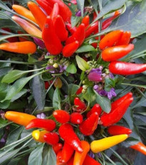 Chilli Rainbow fire - Capsicum frutescens - osivo chilli - 6 ks