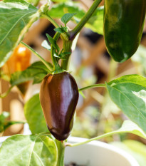 Chilli Jalapeno Brown - Capsicum annuum - osivo chilli - 5 ks