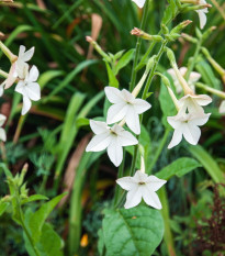 Tabák okrasný Saratoga bílý F1 - Nicotiana x alata - osivo tabáku - 30 ks