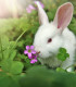 Tráva pro králíčky - osivo Kiepenkerl - 1 ks