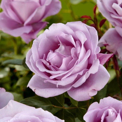 Růže velkokvětá pnoucí fialová - Rosa - prostokořenná sazenice růže - 1 ks