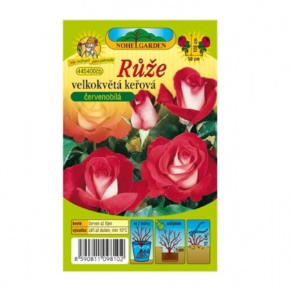 Růže velkokvětá červenobílá - Rosa - prostokořenná sazenice růže - 1 ks