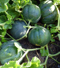 Meloun cukrový Petit Gris de Rennes - Cucumis melo - osivo melounu - 10 ks