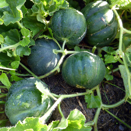 Meloun cukrový Petit Gris de Rennes - Cucumis melo - osivo melounu - 10 ks