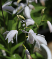 Orchidej vzpřímená bílá - Bletilla striata alba - hlízy orchideje - 1 ks