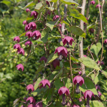 Rodochiton Purple Bells - Rhodochiton atrosanguinemum - osivo rodochitonu - 6 ks