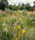 Vlhká louka květnatá - osivo Planta Naturalis - směs lučních květin a trav - 40 g