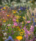 Zahradní loučka - osivo Planta Naturalis - směs lučních květin a trav - 10 g