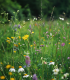 Kopretinová louka - osivo Planta Naturalis - směs lučních květin a trav - 40 g