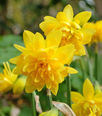 Narcis Tete Deluxe - Narcissus - cibule narcisů - 3 ks