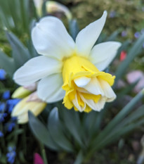 Narcis Popeye - Narcissus - cibule narcisů - 3 ks