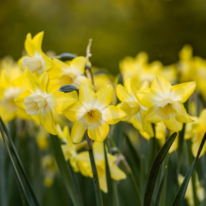 Narcis Hillstar - Narcissus - cibule narcisů - 3 ks