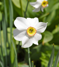 Narcis Dreamlight - Narcissus - cibule narcisů - 3 ks