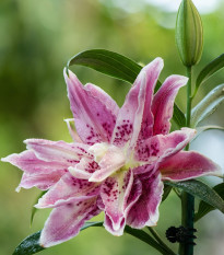 Lilie Lotus Elegance - Lilium - cibule lilií - 1 ks