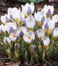 Krokus Blue Bird - Crocus chrysanthus - hlízy krokusů - 3 ks