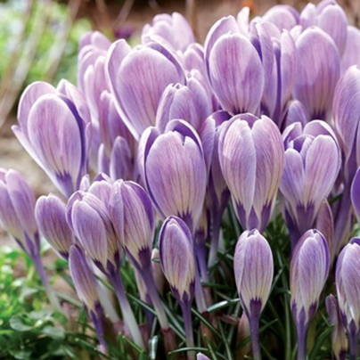 Krokus Striped Bird - Crocus tommasinianus - hlízy krokusů - 3 ks