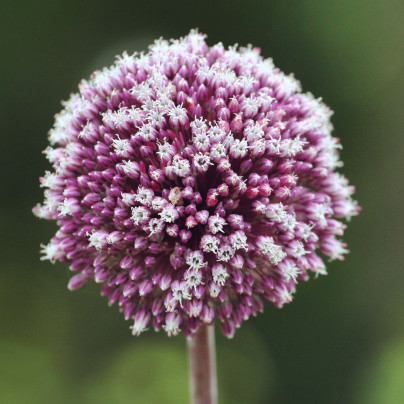 Česnek Summer Drummer - Allium - cibule česneků - 3 ks