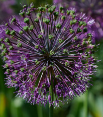 Česnek Akbulak - Allium - cibule česneků - 3 ks