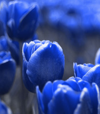 Tulipán Triumph Blue - Tulipa - cibule tulipánů - 3 ks