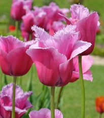 Tulipán Louvre - Tulipa - cibule tulipánů - 3 ks