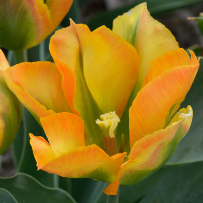 Tulipán Golden Artist - Tulipa - cibule tulipánů - 3 ks