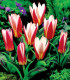 Tulipán Hearts Delight - Tulipa - cibule tulipánů - 3 ks